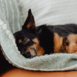 Caso do cão Orelha em Santa Catarina expõe violência juvenil e falhas na proteção animal