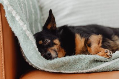 Caso do cão Orelha em Santa Catarina expõe violência juvenil e falhas na proteção animal