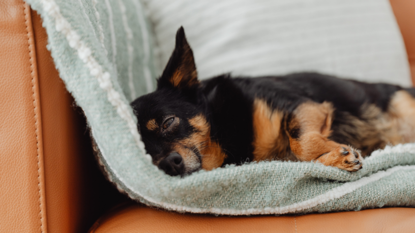Caso do cão Orelha em Santa Catarina expõe violência juvenil e falhas na proteção animal
