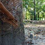 Mão entalhando padrões em um tronco de árvore em uma floresta brasileira.