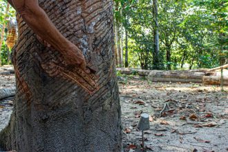 Mão entalhando padrões em um tronco de árvore em uma floresta brasileira.