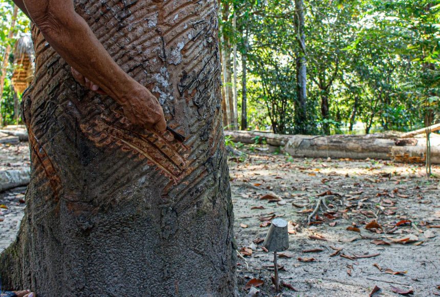 Mão entalhando padrões em um tronco de árvore em uma floresta brasileira.